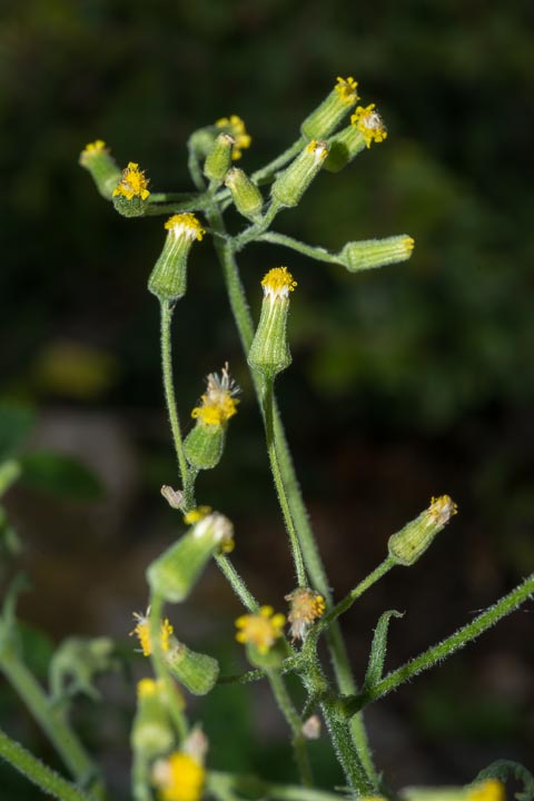 Senecio sylvaticus / Senecione delle selve